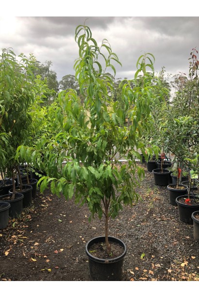 Саженец персика Фиделия – надежный выбор для урожайного и красивого сада.